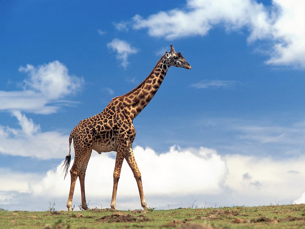 Masai Giraffe, Masai Mara, Kenya